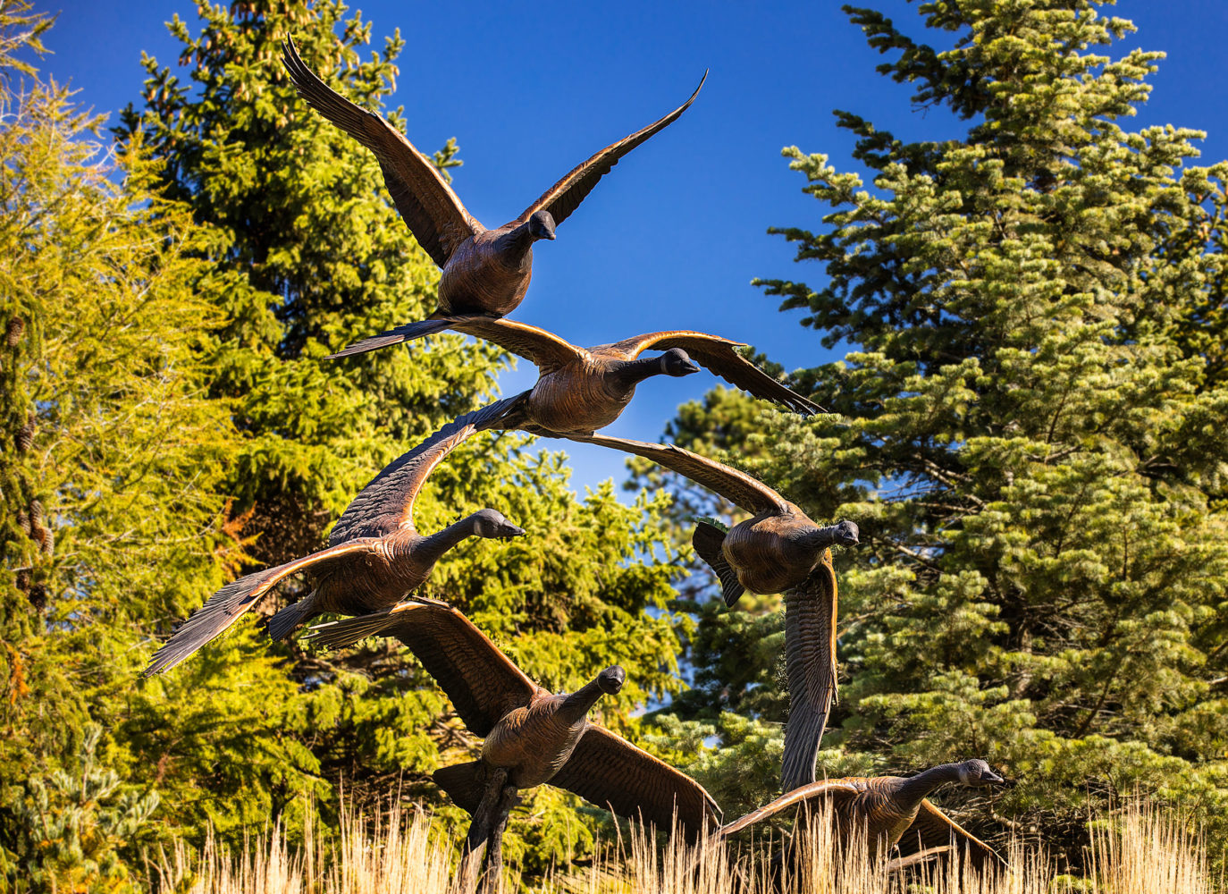 Tranquil arrival bronze geese sculpture