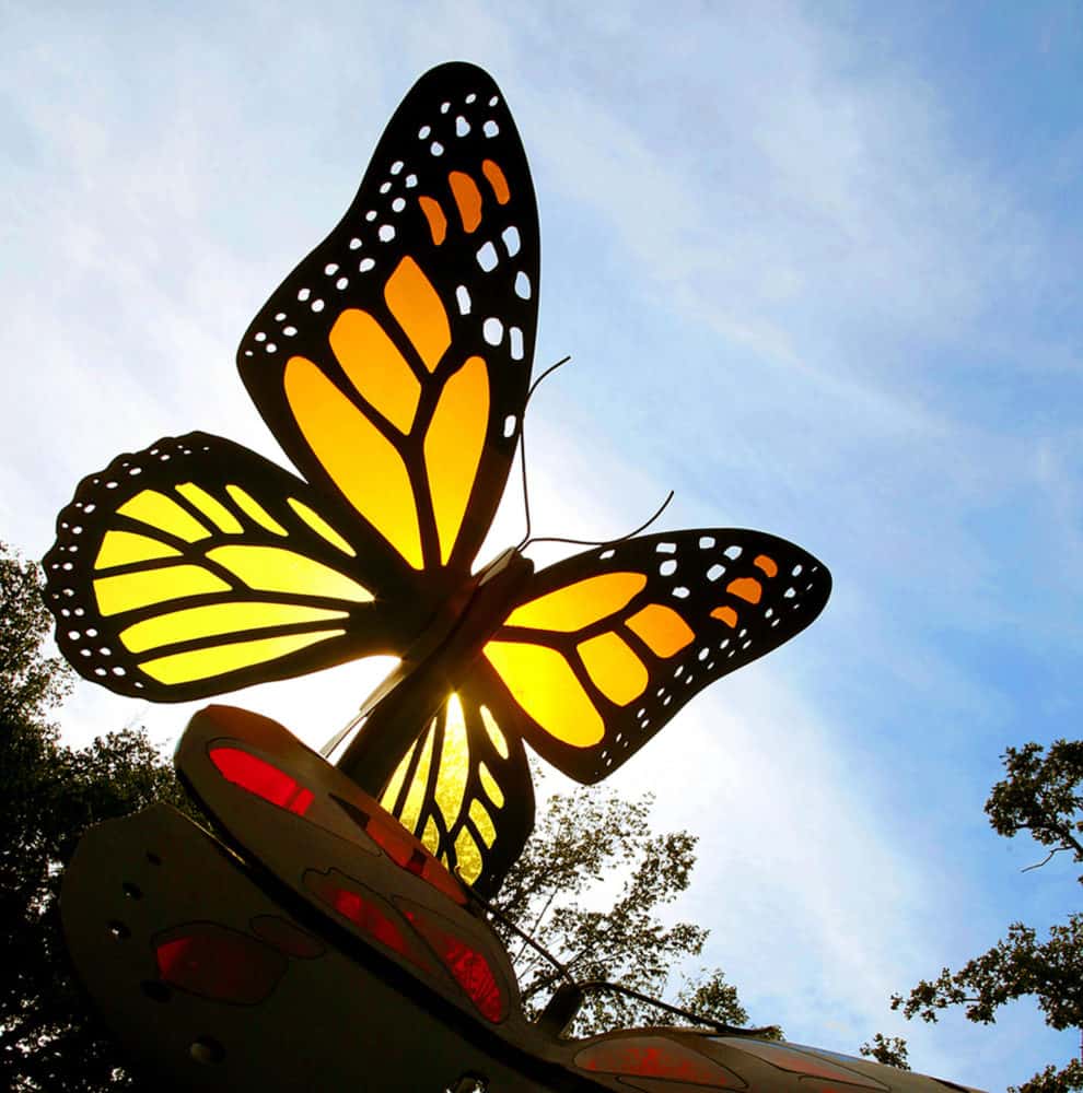 Monarch Butterflies in the sun