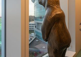 Bear looking out window at downtown Omaha. Bronze sculpture in Children's Hospital and Medical Center in Omaha, Nebraska.